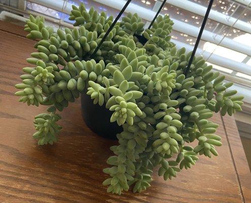 Burro's Tail