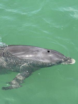 Dolphins playing