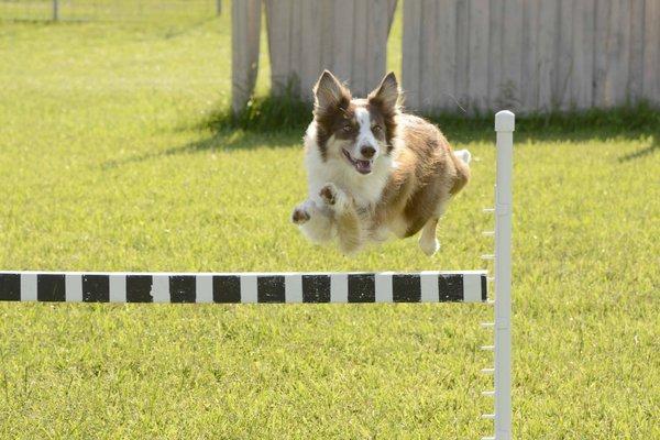 Amber, border collie, over obedience bar jump