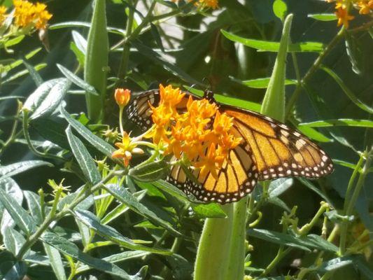 Butterfly garden