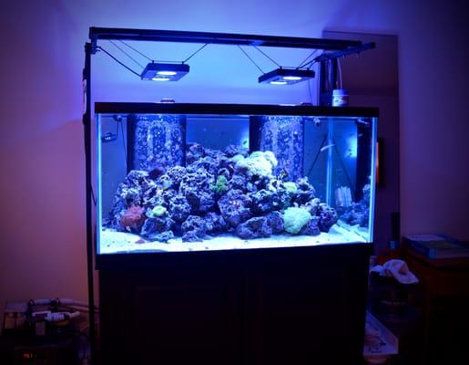 Reef Tank