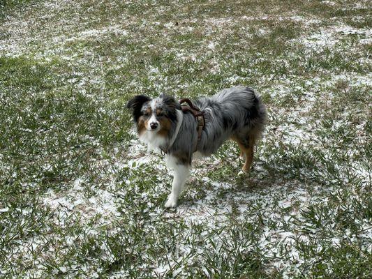 This was the before. Its shedding season for him.