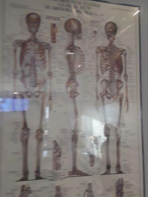 Learning picture for people to view of skeletal system