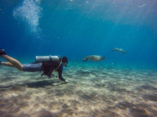 Do you want to swim with sea turtles? Give us a call! And we'll get the shot.