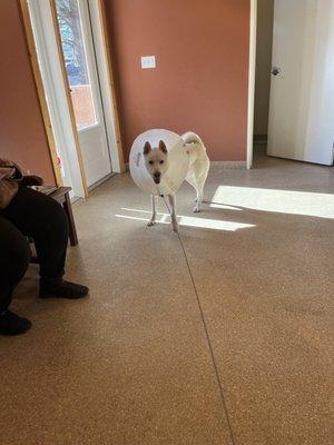 My dog happily leaving Bear Creek Veterinary Clinic