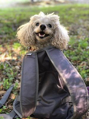 Jorji in Jessica's back pack during Walk-- SMILING