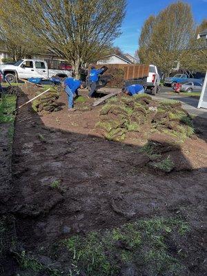 Removing grass to put new sod