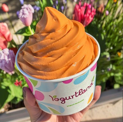 Fan-favorite Thai Tea frozen yogurt is back for a limited time only!