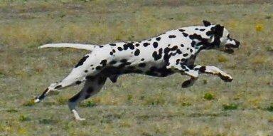 My Dalmatian GCH Spot in Full Motion