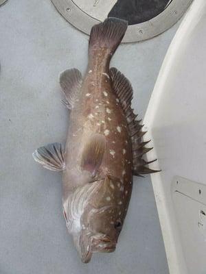 Grouper