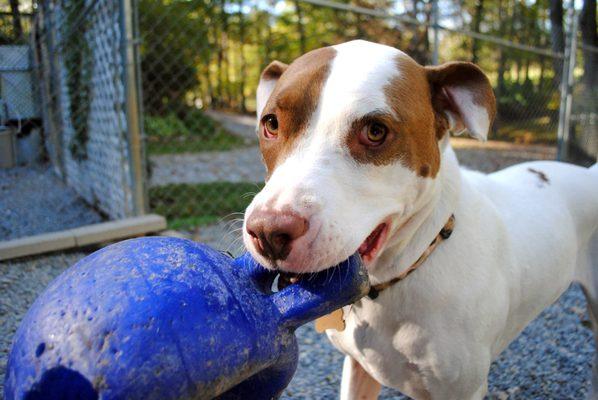 All of the dogs who visit the Bigger Brain love our toys!