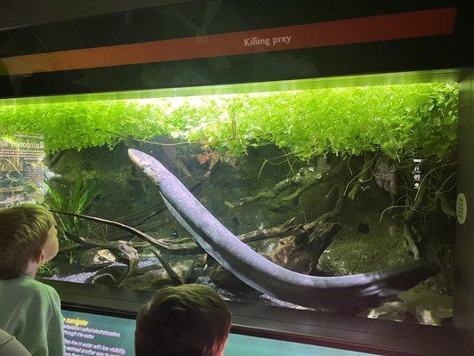 Electric eel