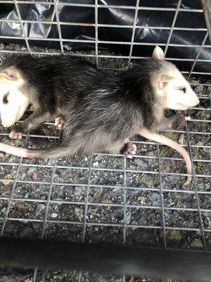 Two baby possum we rescued and took to the Humane Society!