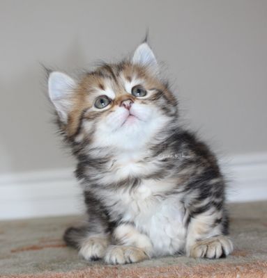 Taigamoon Siberian Cats