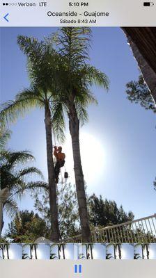 Palm trimming