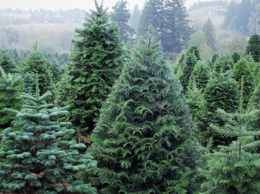 Zurbrugg Farms Christmas Trees