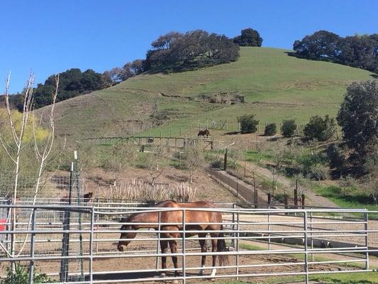 Willowbrook Stables