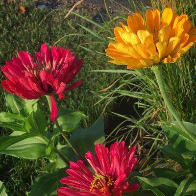 August 19, 2021  zinnias!