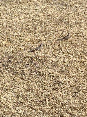 Wow, a treat to see Inca doves, there were 18.