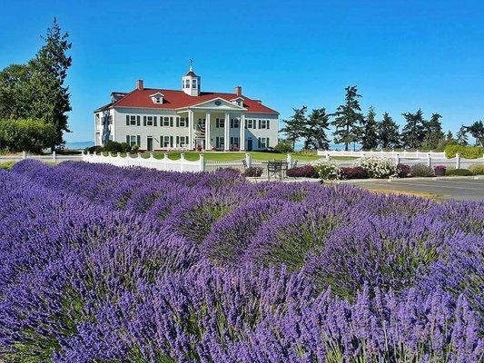 Washington Lavender Farm