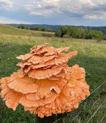 Locally foraged Chicken Of The Woods