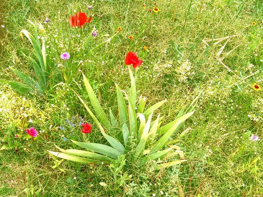 Wild flowers in my June garden, Saint David Arizona