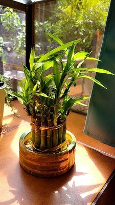 $10 bamboo plant including the nice ceramic pot!