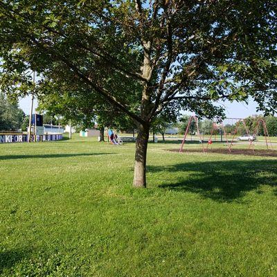 swings and mature tree