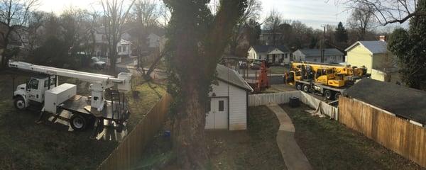 Equipment preparing to remove large dead tree