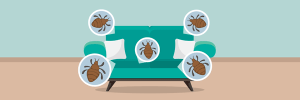 Dust mites live and breed in any upholstered furniture