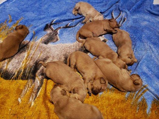 Purebred golden retrievers puppies avialable to go home March 14th