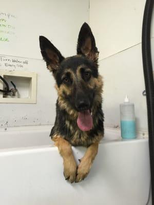 It was Lexi's first time at ADG and just look how happy she is after her bath!