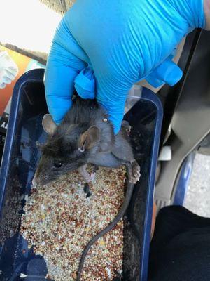 This rat was so engorged on improperly stored bird seed he couldnt even escape. One of my easiest catches to date.