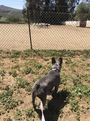 My little french bulldog wants to learn how to herd!