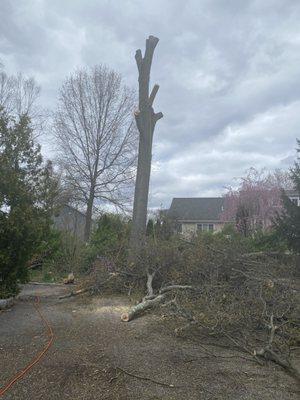 Tree work