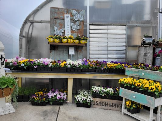 Cocalico Creek Greenhouse