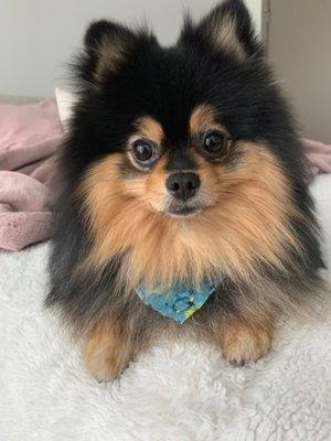 Handsome boy with a handsome bandana.