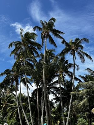 Coconut trees