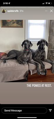 My two female Great Danes