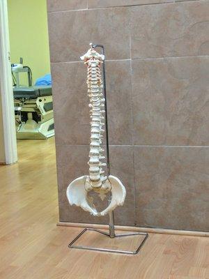 The spine looks a lot like a elephant trunk lol