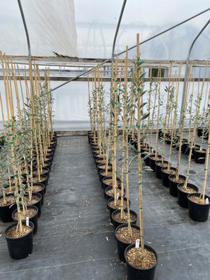 Santa Cruz Olive Tree Nursery