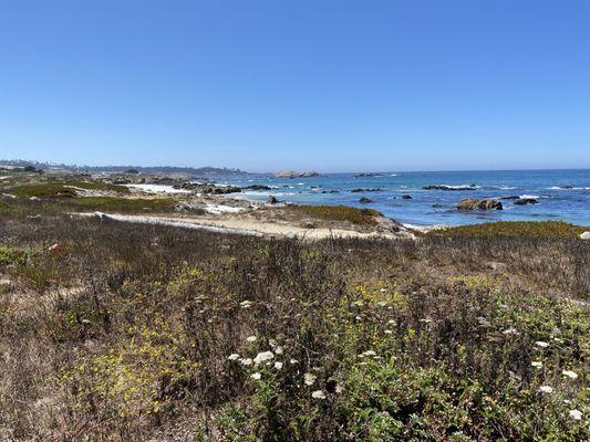 Magnificent day: 17 mile drive Pebble Beach