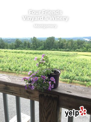 Vineyard overlooks the Susquehanna