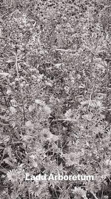 November Prairie Plants 2018 in b/w