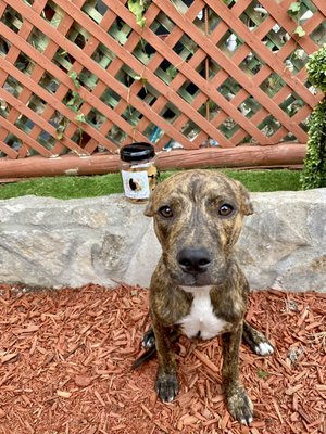 Adopt Zeus!