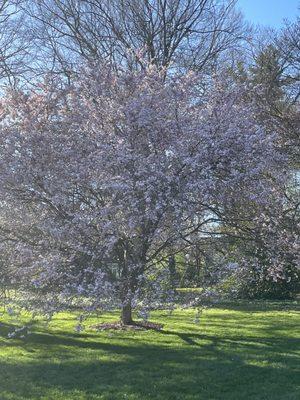 Swarthmore College