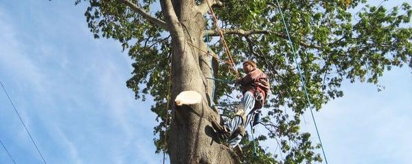 Tree Care Central Texas