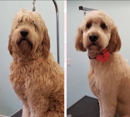 Local dog and puppy groomers and  trainers