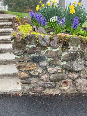 BEFORE--typical section, stones loose or missing, water and weeds squeezing through wall