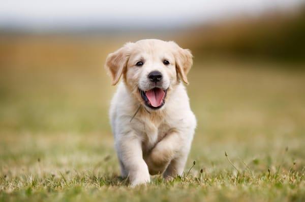 Welcoming new dogs and puppies to Marietta Doggy Daycare, a friendly, fun and unleashed doggy daycare.